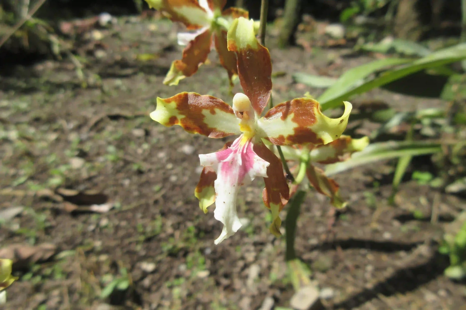 Tingo María: Aventura y conservación en el sector 3 de Mayo