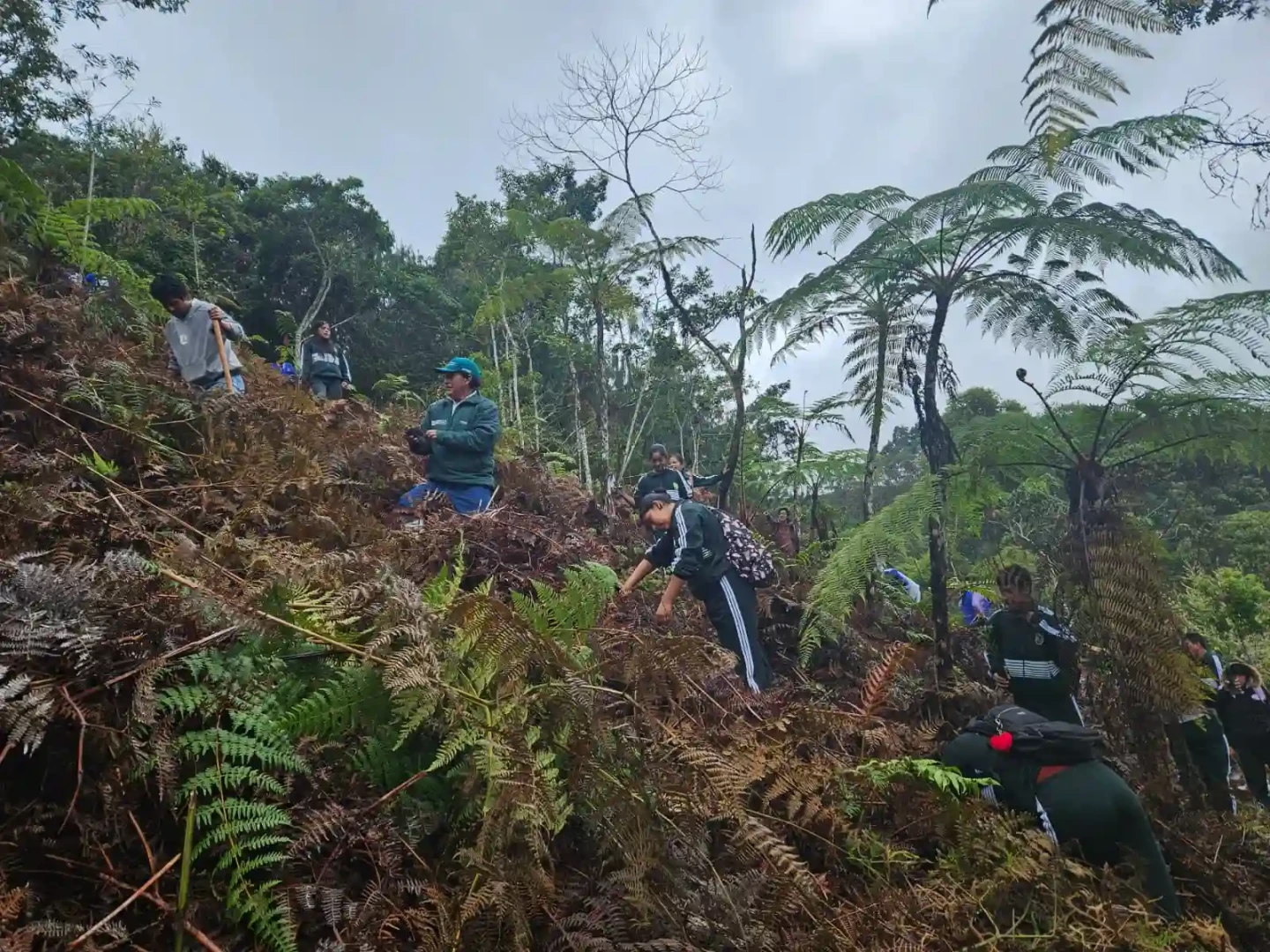 Siembran más de 5000 plantones de especies nativas en el Parque Nacional Yanachaga Chemillén