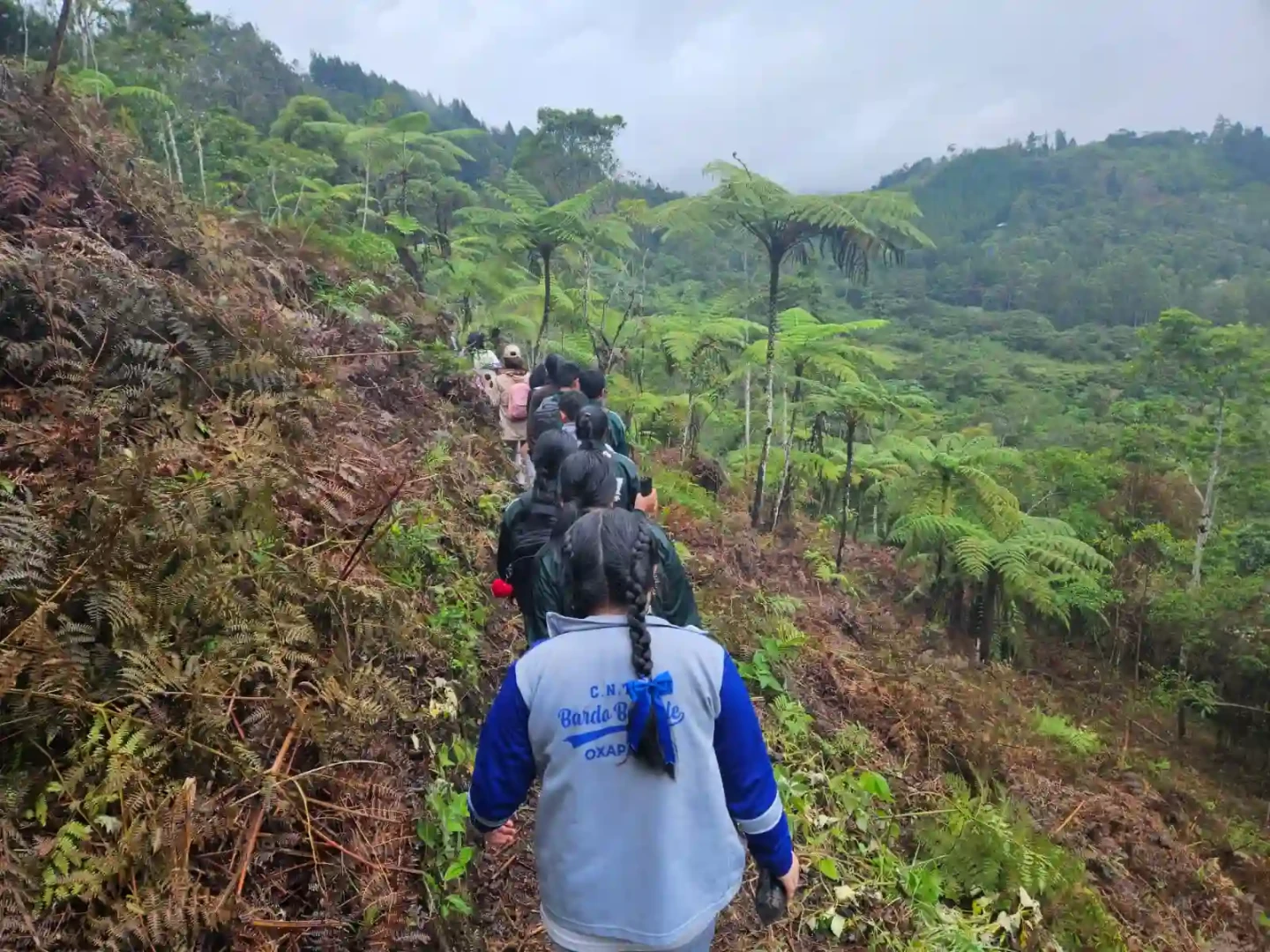 Siembran más de 5000 plantones de especies nativas en el Parque Nacional Yanachaga Chemillén