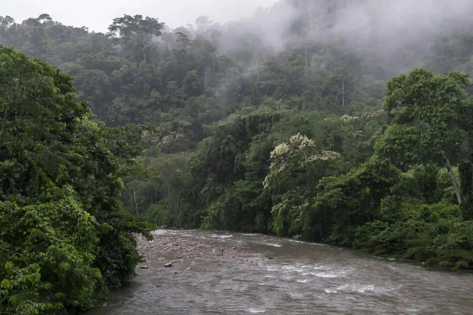 Diversas entidades y ciudadanos de la provincia de Oxapampa hacen un llamado urgente para defender la integridad del Bosque de Protección San Matías San Carlos (BPSMSC). (Foto: Joaquín Boluarte / Inforegión).