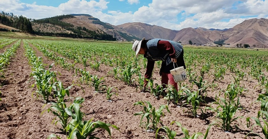 El lanzamiento de esta nueva variedad de maíz es el fruto de años de investigación y desarrollo por parte del Instituto Nacional de Innovación Agraria