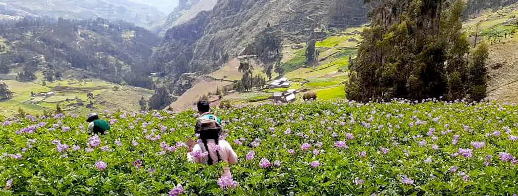 Huánuco: Coordinan la participación de productores huamalianos en el Procompite