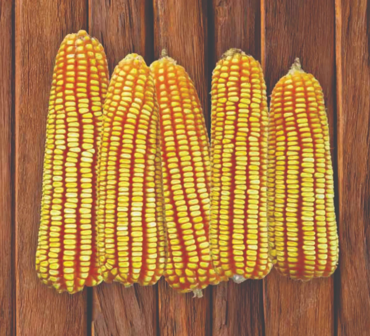 Roberto Alvarado señala que este híbrido de maíz va a cumplir una labor importante en la reducción de costos respecto a los de maíces importados. (Foto: INIA).