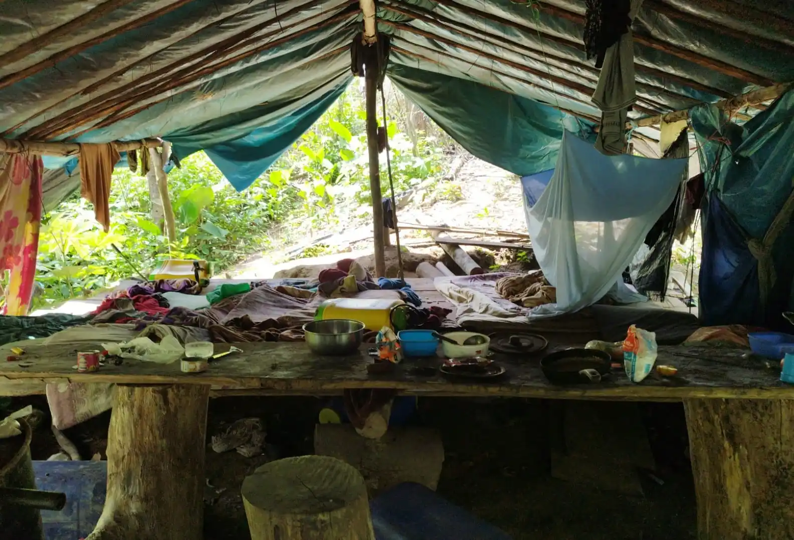 Destruyen 8 hectáreas con plantaciones y 800 kg de hoja de coca destinadas al narcotráfico