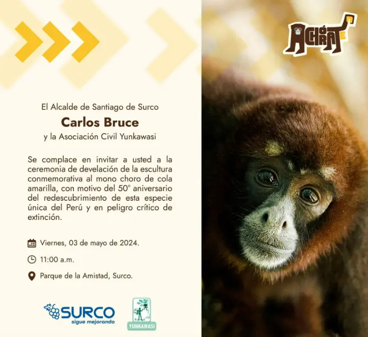 Alistan actividades por 50° aniversario del redescubrimiento del mono choro de cola amarilla