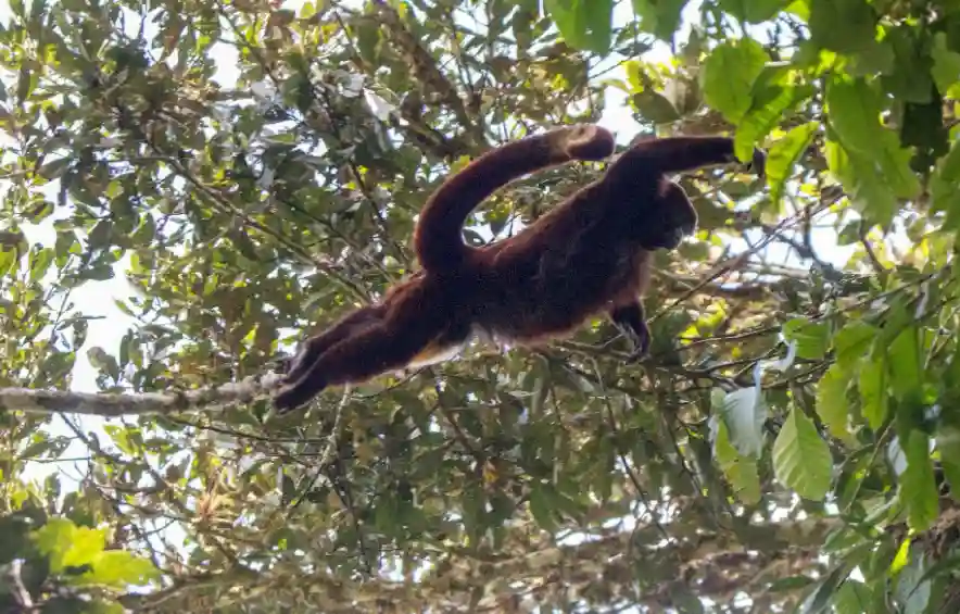 Alistan actividades por 50° aniversario del redescubrimiento del mono choro de cola amarilla