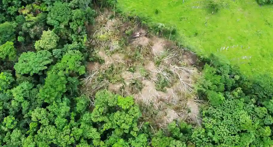 Deforestan más de 1.5 hectáreas de bosques primarios en la región San Martín