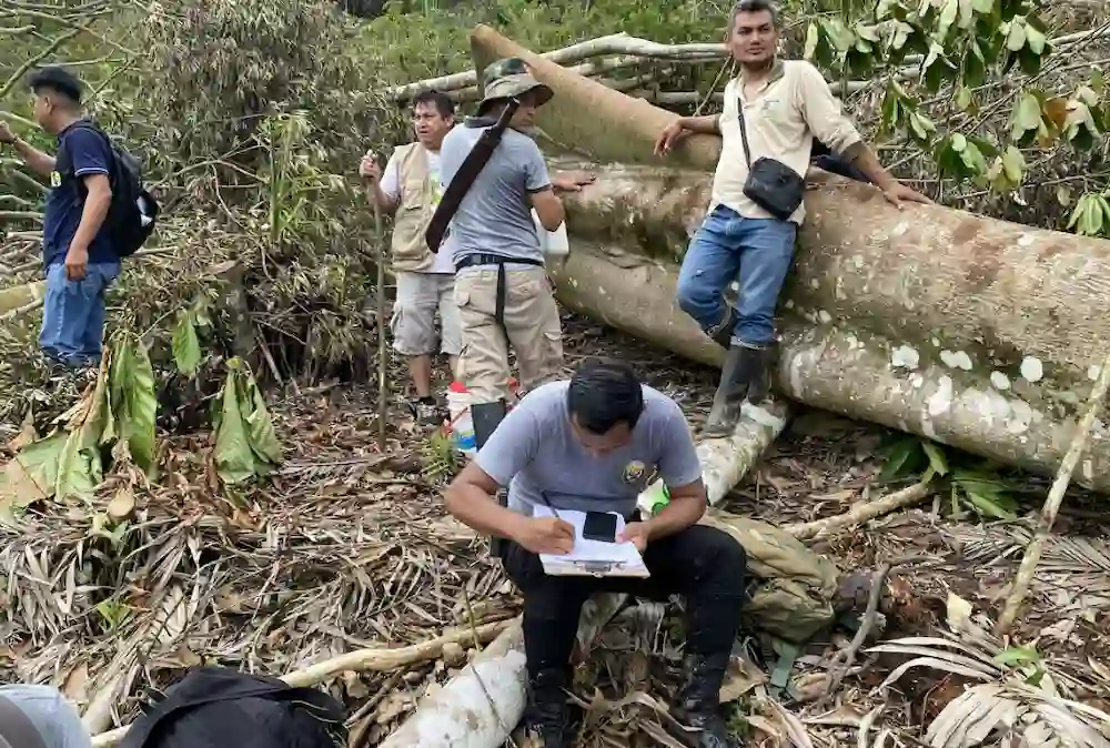 Deforestan más de 1.5 hectáreas de bosques primarios en la región San Martín