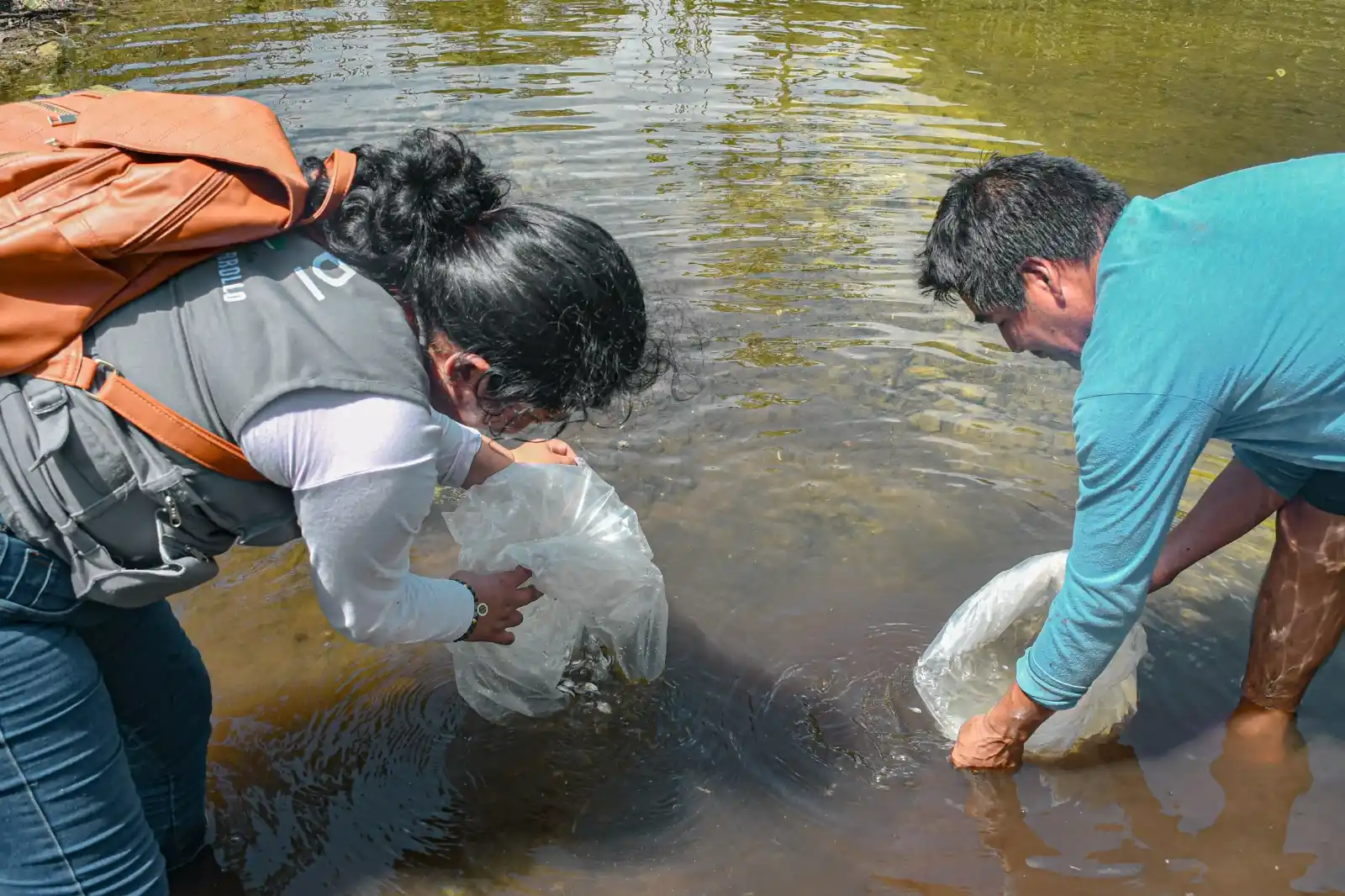 Huánuco: Entregan 9000 alevinos a familias de Leoncio Prado