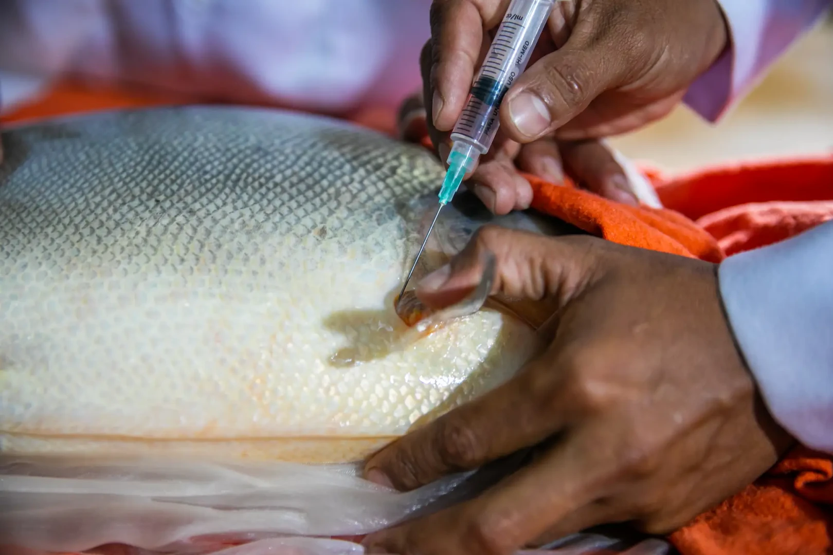 Producción acuícola como motor de desarrollo alternativo en el Vraem