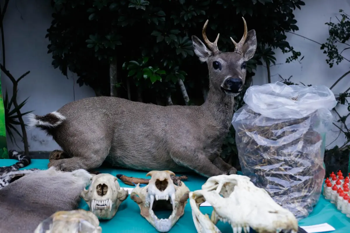 Animales: Se calcula que, cada año, se capturan ilegalmente más de un millón y medio de aves para su tenencia como mascota en el mercado internacional. (Foto: Serfor).