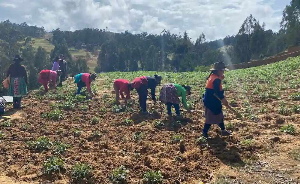 Huamalíes: Comunidad campesina vence a la rancha y cosecha 20 toneladas de papa