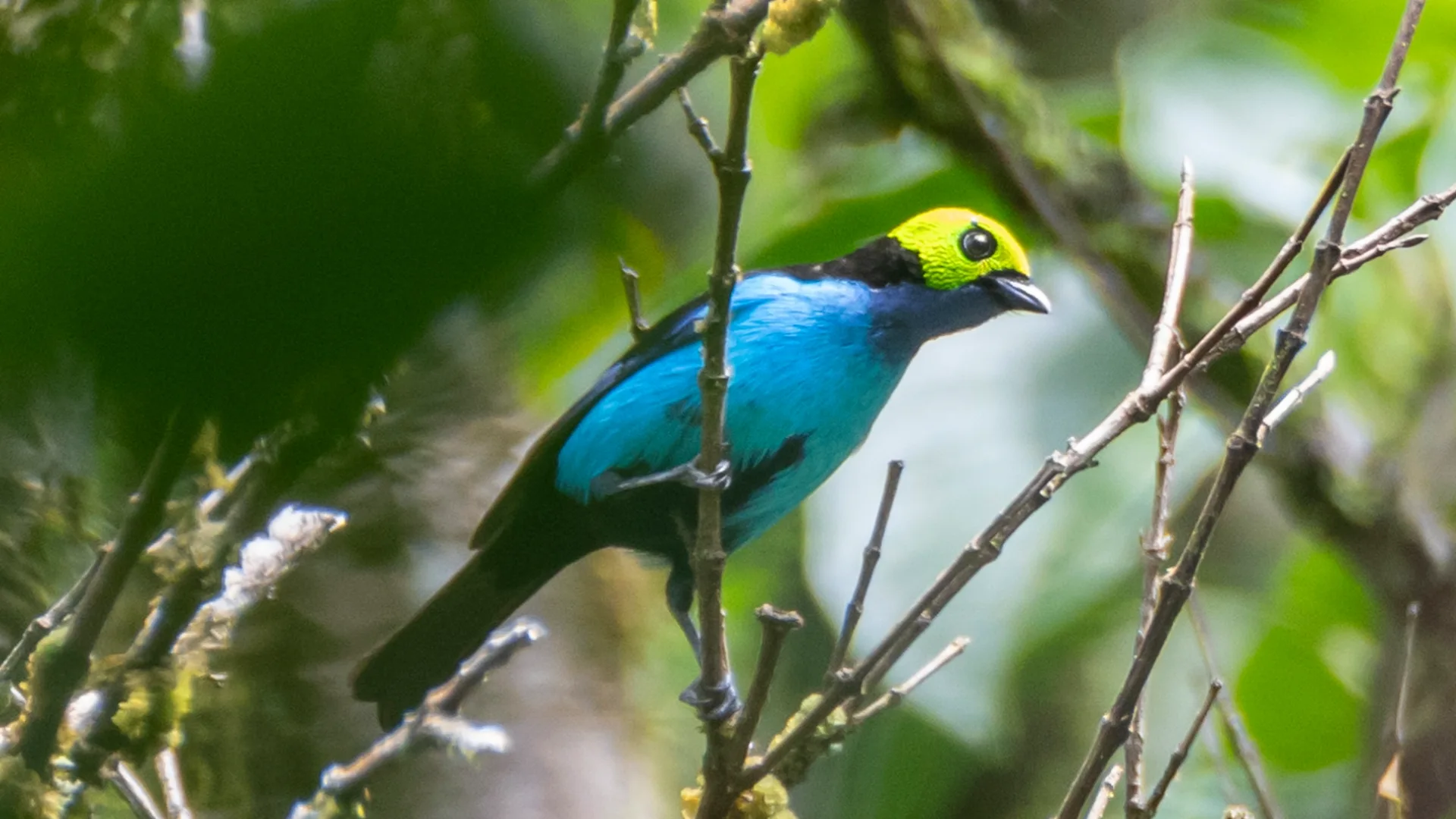 Global Big Day: Una oportunidad para el avistamiento de aves en Oxapampa