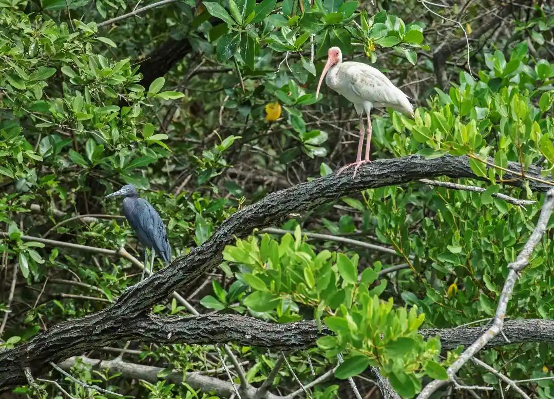 Lorena Ladines, una madre que protege los manglares de Tumbes
