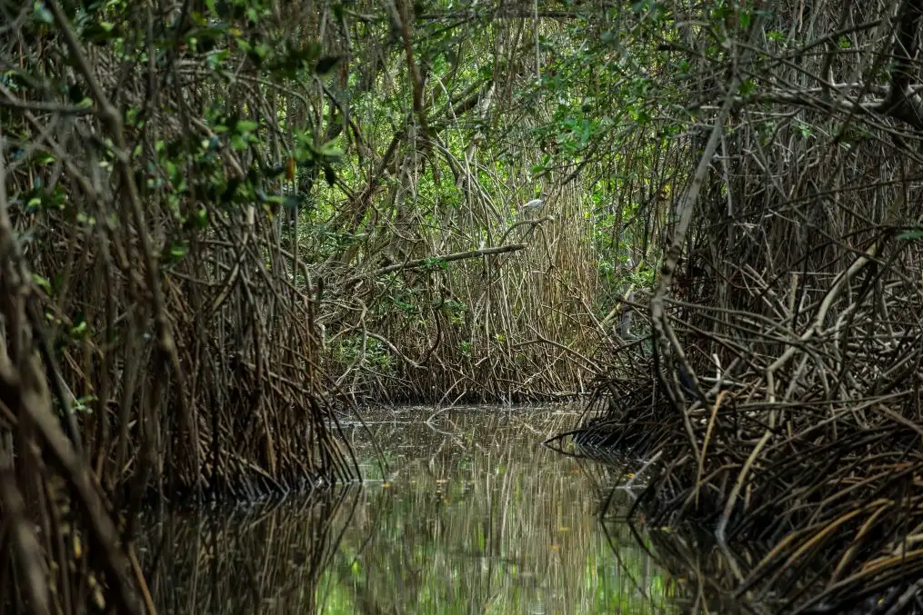Lorena Ladines, una madre que protege los manglares de Tumbes