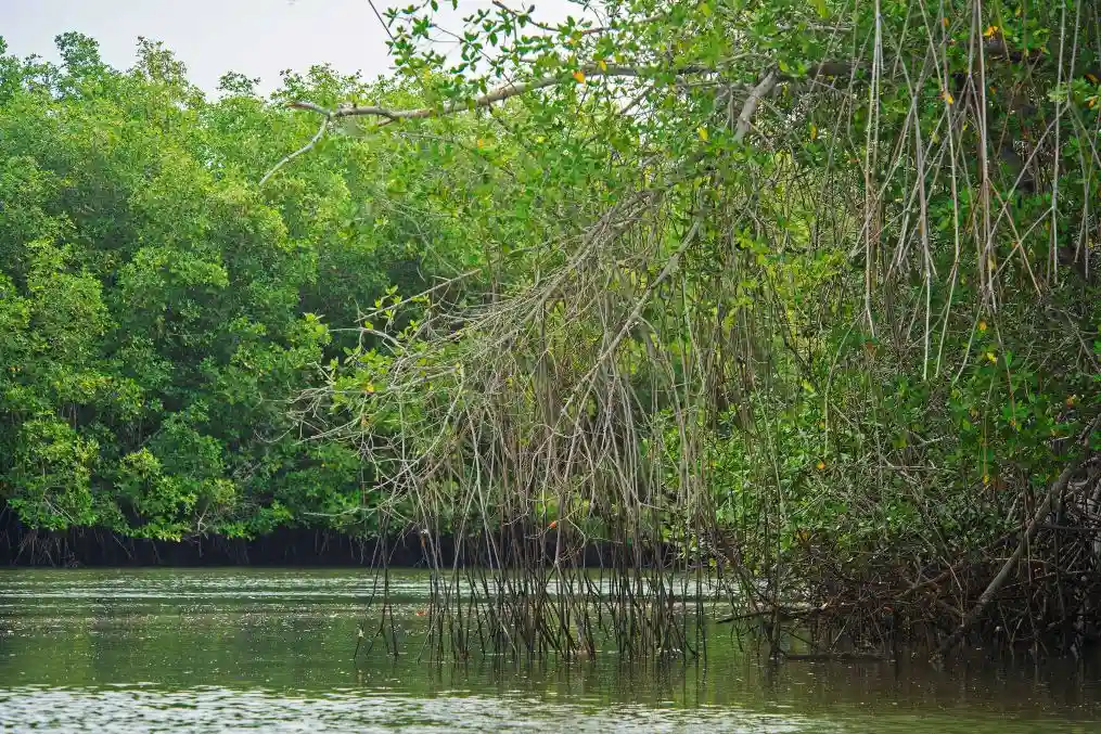 Lorena Ladines, una madre que protege los manglares de Tumbes