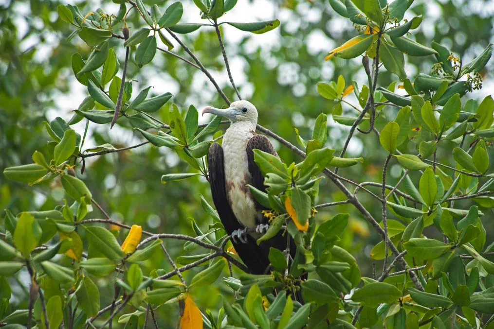 Lorena Ladines, una madre que protege los manglares de Tumbes