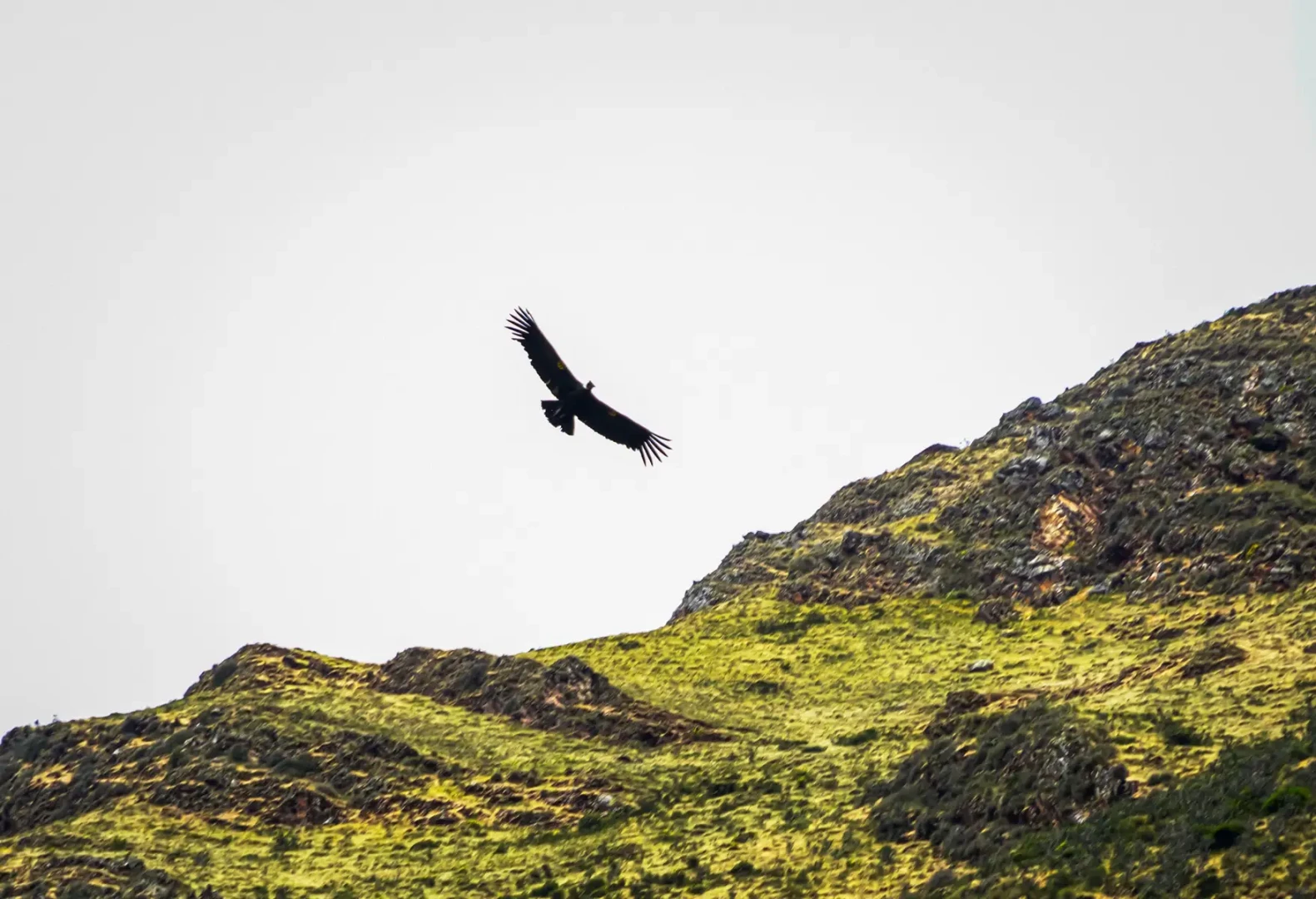Liberan a su hábitat a cóndor andino El Piconayo