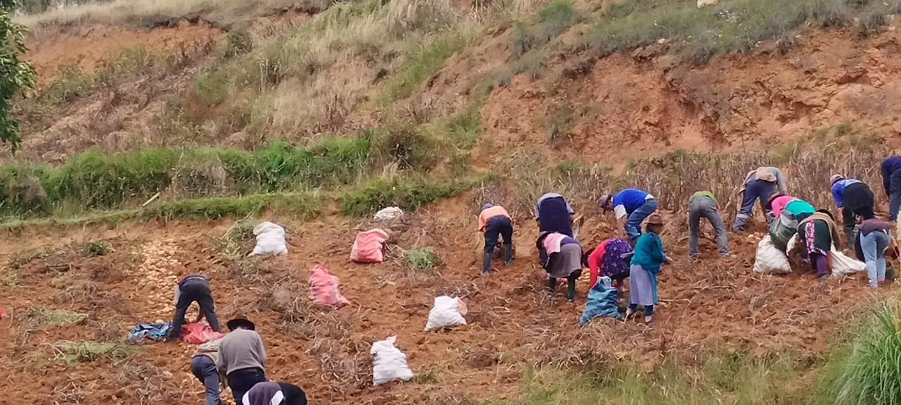 papa: Otras dificultades como el Fenómeno del Niño y las intensas lluvias también han afectado a la provincia, ocasionando que cerca de 3 mil personas pierdan sus cultivos. (Foto: Inforegión).