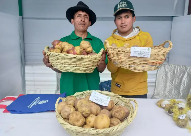 Huánuco: Impulsan optimización de producción de papa en Huamalíes
