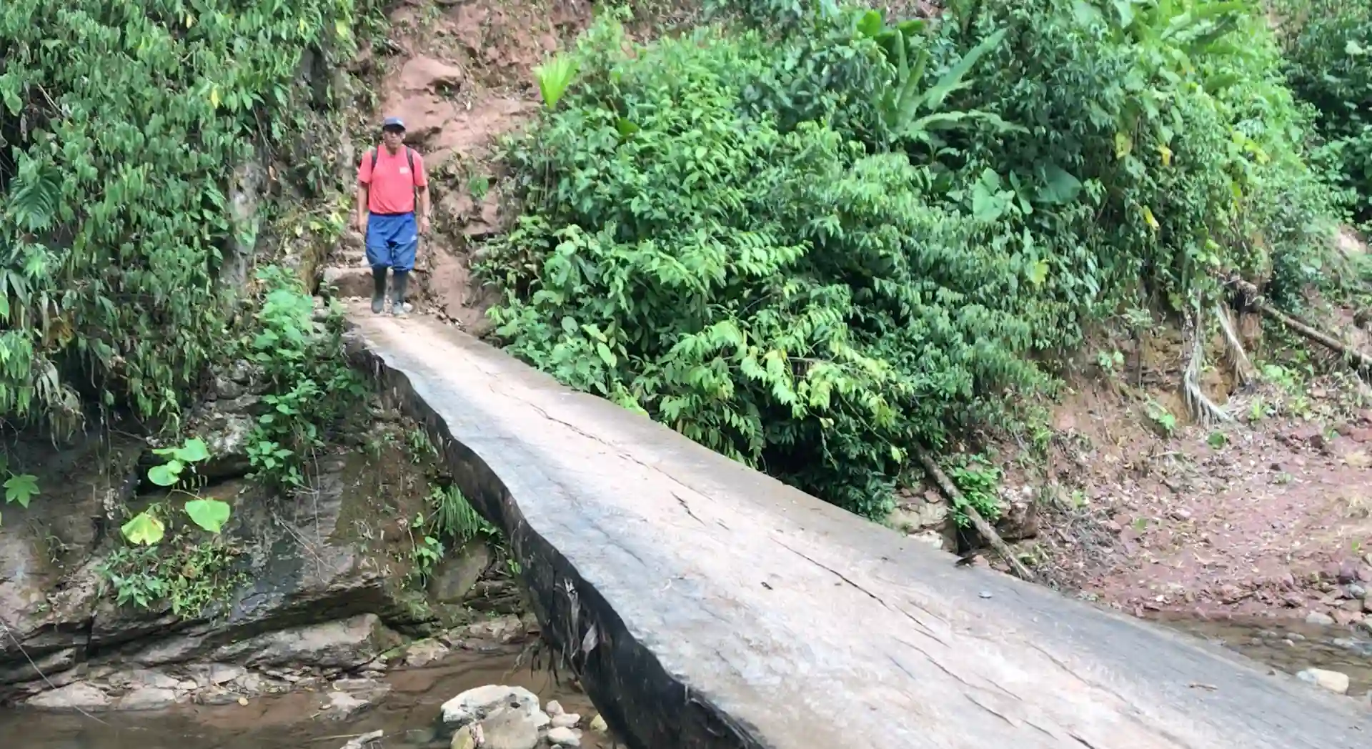 Huánuco: ¡Llegó la época de cosecha en la Finca Vitaliano Café!