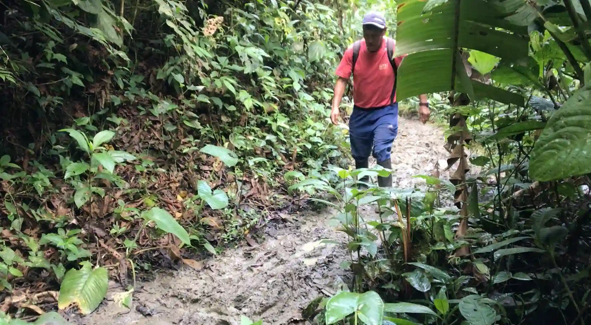 Huánuco: ¡Llegó la época de cosecha en la Finca Vitaliano Café!