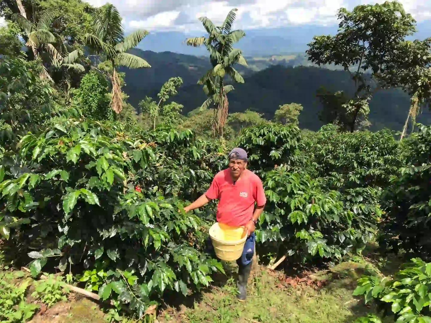 Huánuco: ¡Llegó la época de cosecha en la Finca Vitaliano Café!