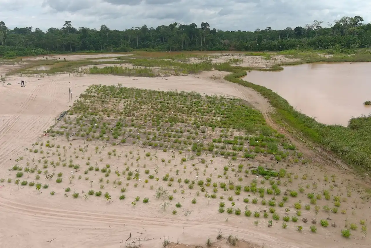 Reviviendo bosques: Iniciativa recupera áreas degradadas por minería ilegal