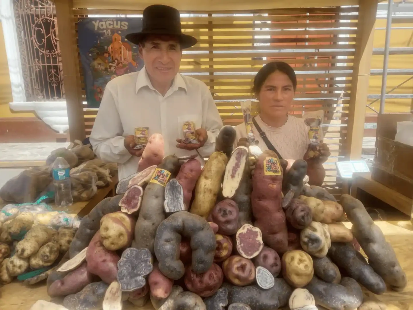 Huánuco: Instan a seguir apostando por la cadena productiva de la papa nativa