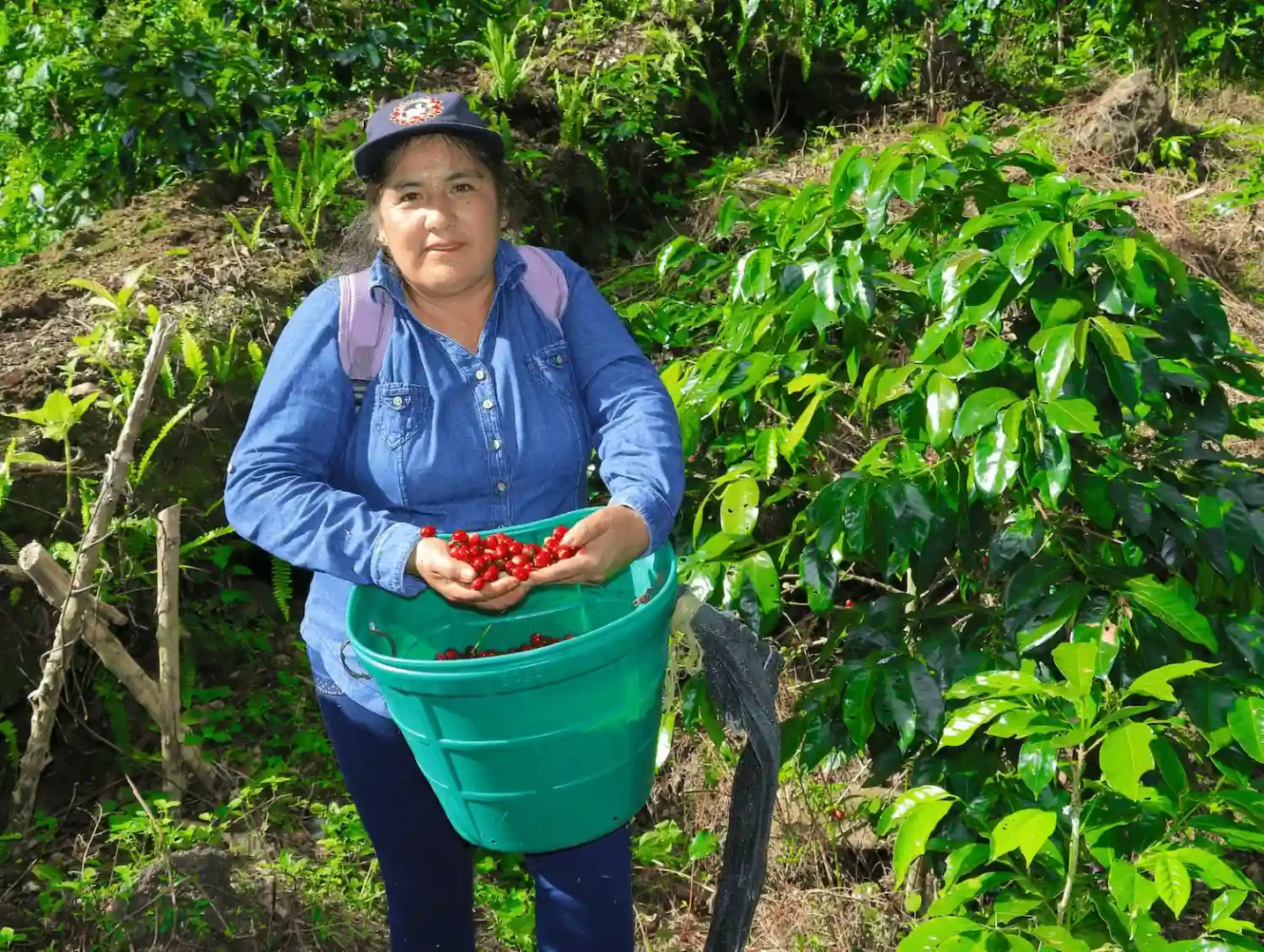 Satipo: Desarrollan curso de cosecha y postcosecha de café en Río Tambo