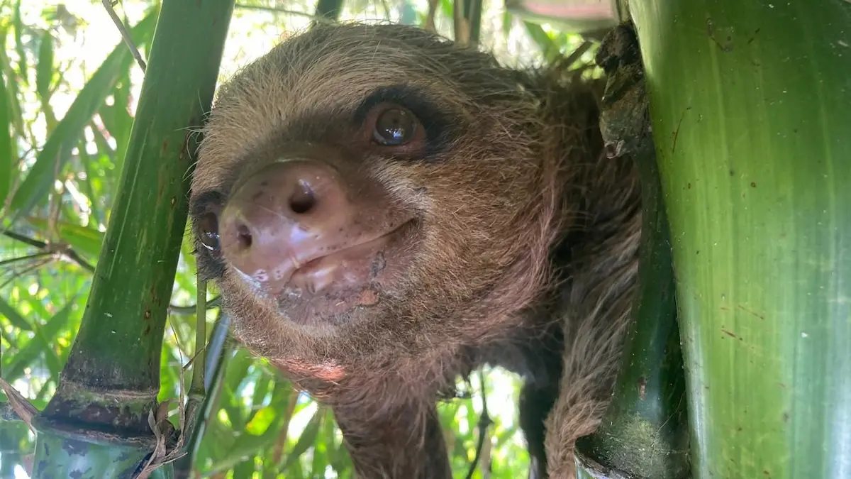 Cusco: Encuentran Oso Perezoso amarrado en costal