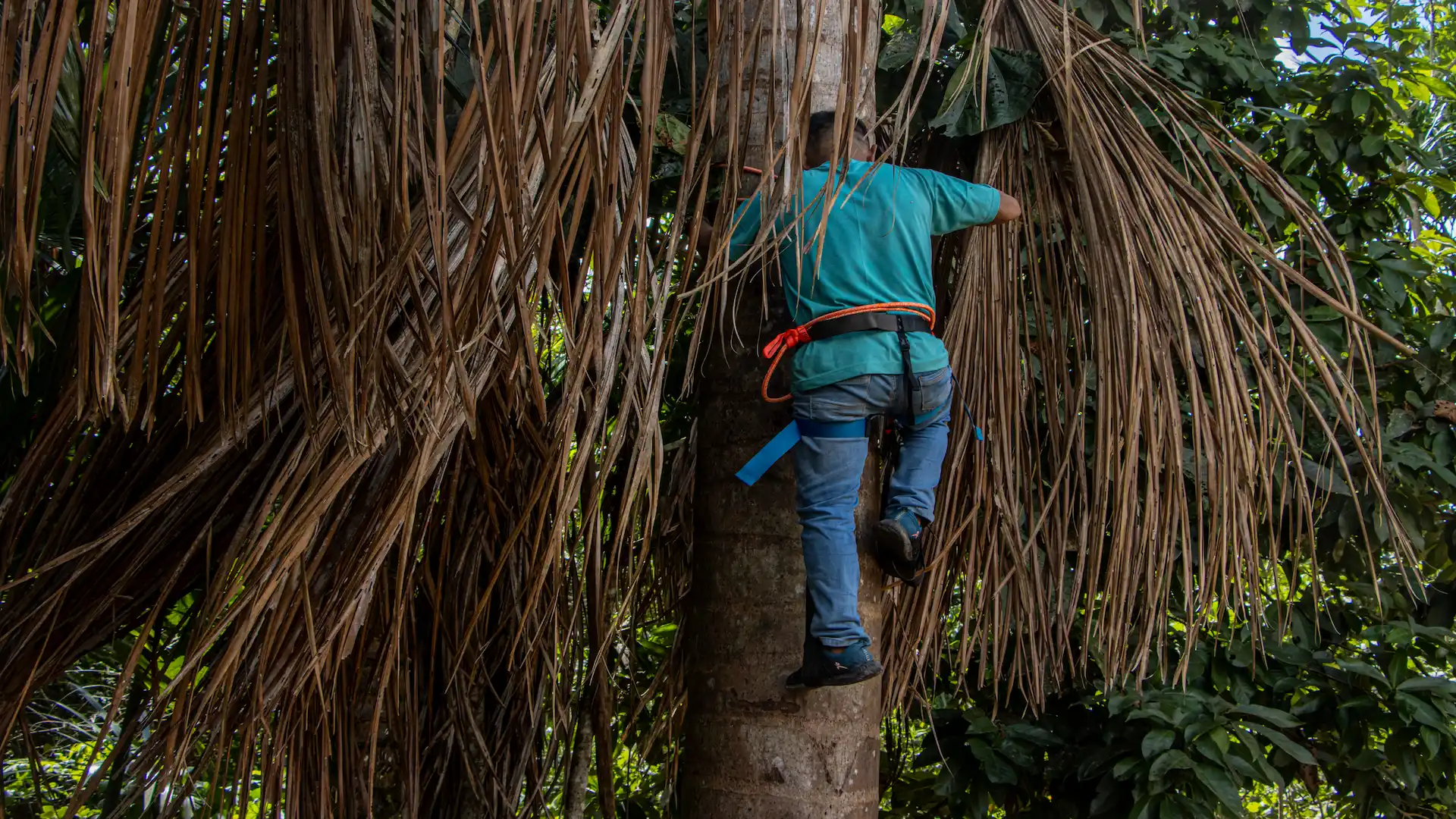 Ucayali: Comunidad nativa aprovechará de forma sostenible aguaje y ungurahui