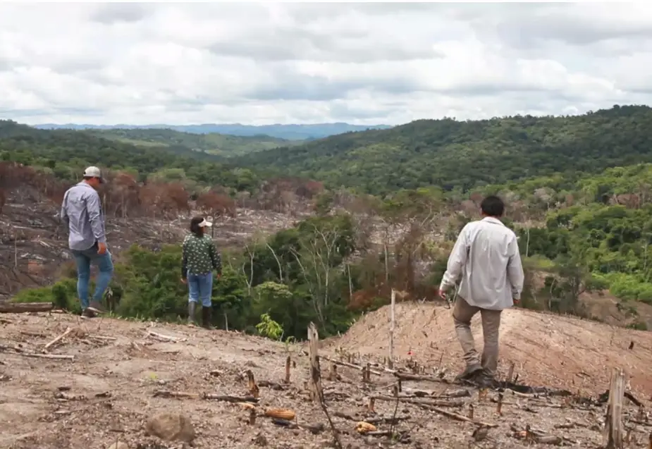 San Martín: Dictan sentencia a sujeto por destrucción de cuatro hectáreas de bosques
