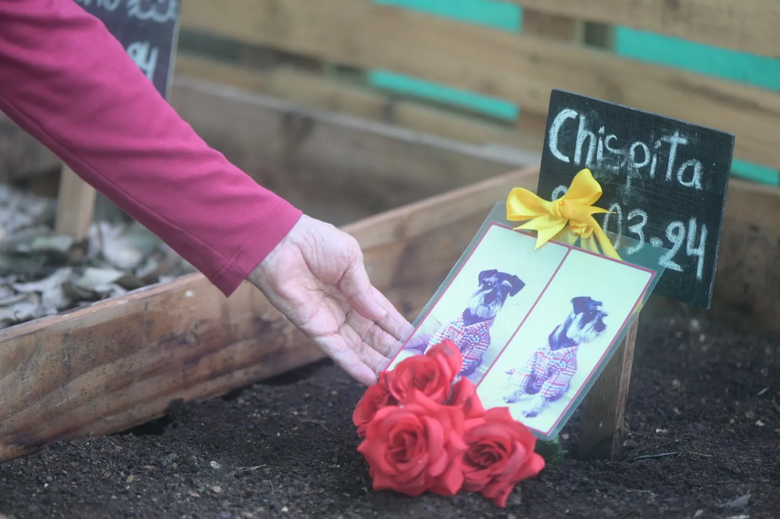 Camposanto ecológico para mascotas: Una alternativa sostenible para decir adiós