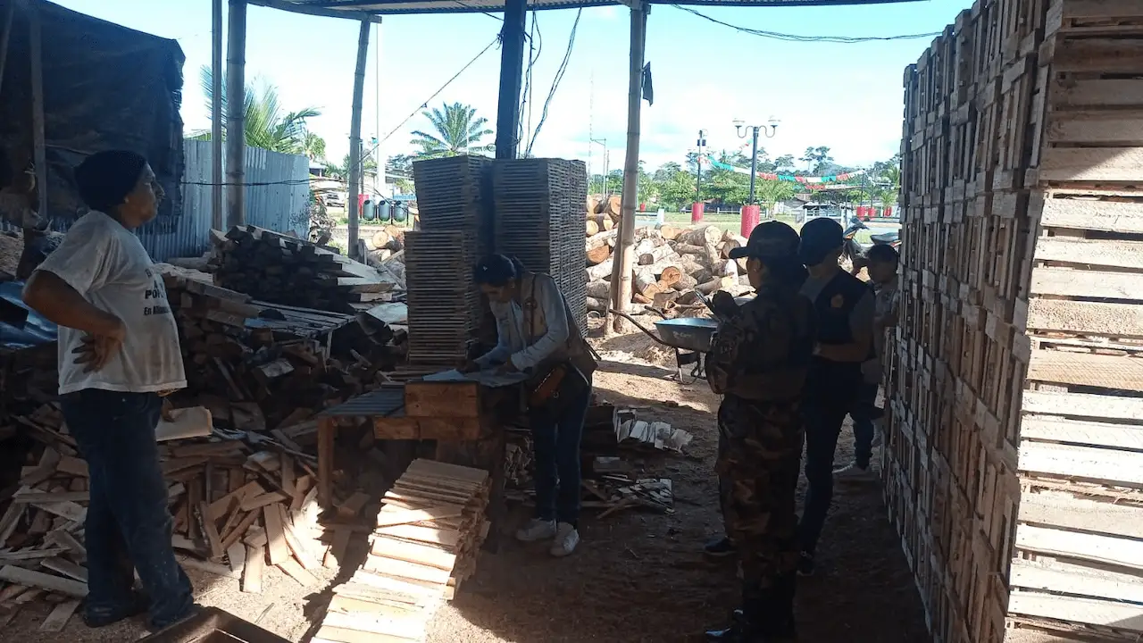 Tingo María: 250 troncos de procedencia ilegal fueron decomisados