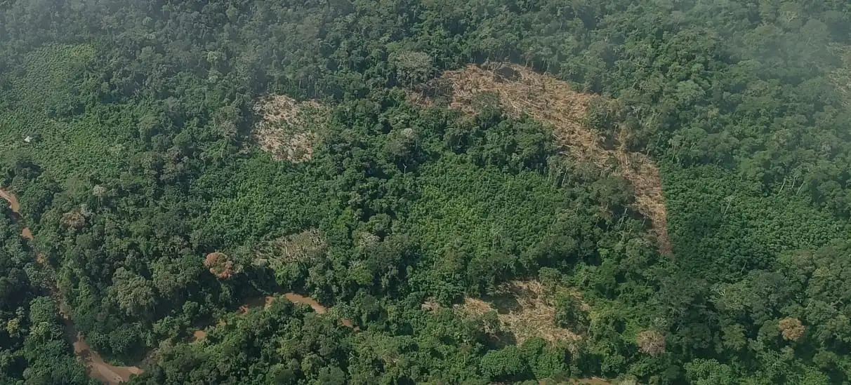 Detectan cultivos de coca y cuatro pistas de aterrizaje clandestinas en Atalaya