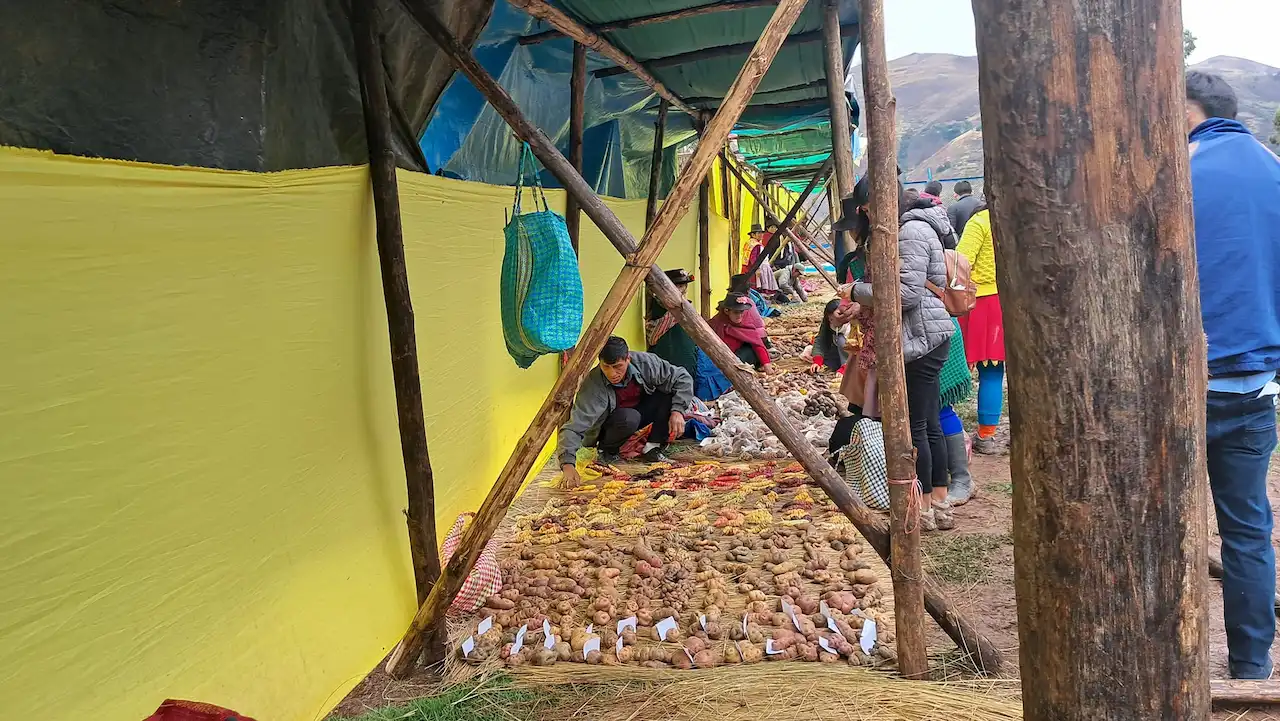 Huánuco: Muru Raymi destaca la agrodiversidad y labor campesina