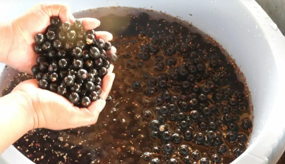 Reconocen sostenibilidad en cadenas de valor de frutos amazónicos del Grupo AJE