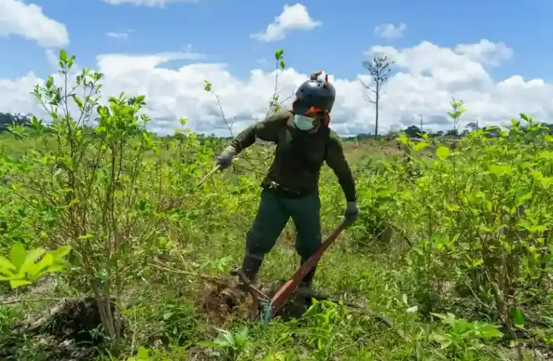 Amazonía peruana: Más del 20% de la deforestación fue causada por cultivos de coca