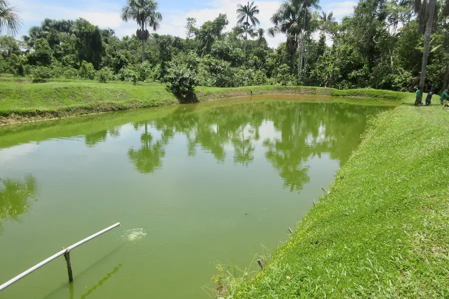 De la pesca a la acuicultura: Pescadores en Tingo María afectados por contaminación y depredación de peces