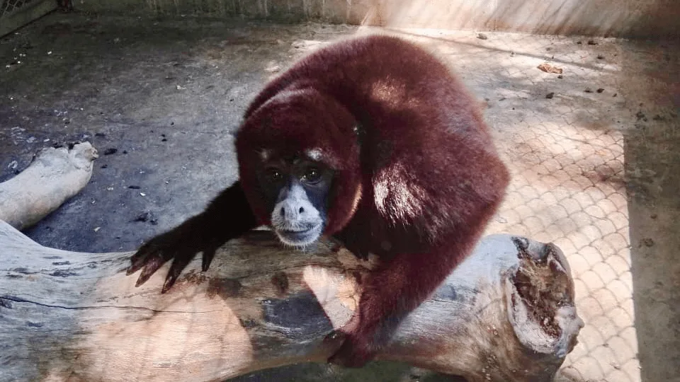 Faunatón: Apadrina animales silvestres rescatados en Tingo María