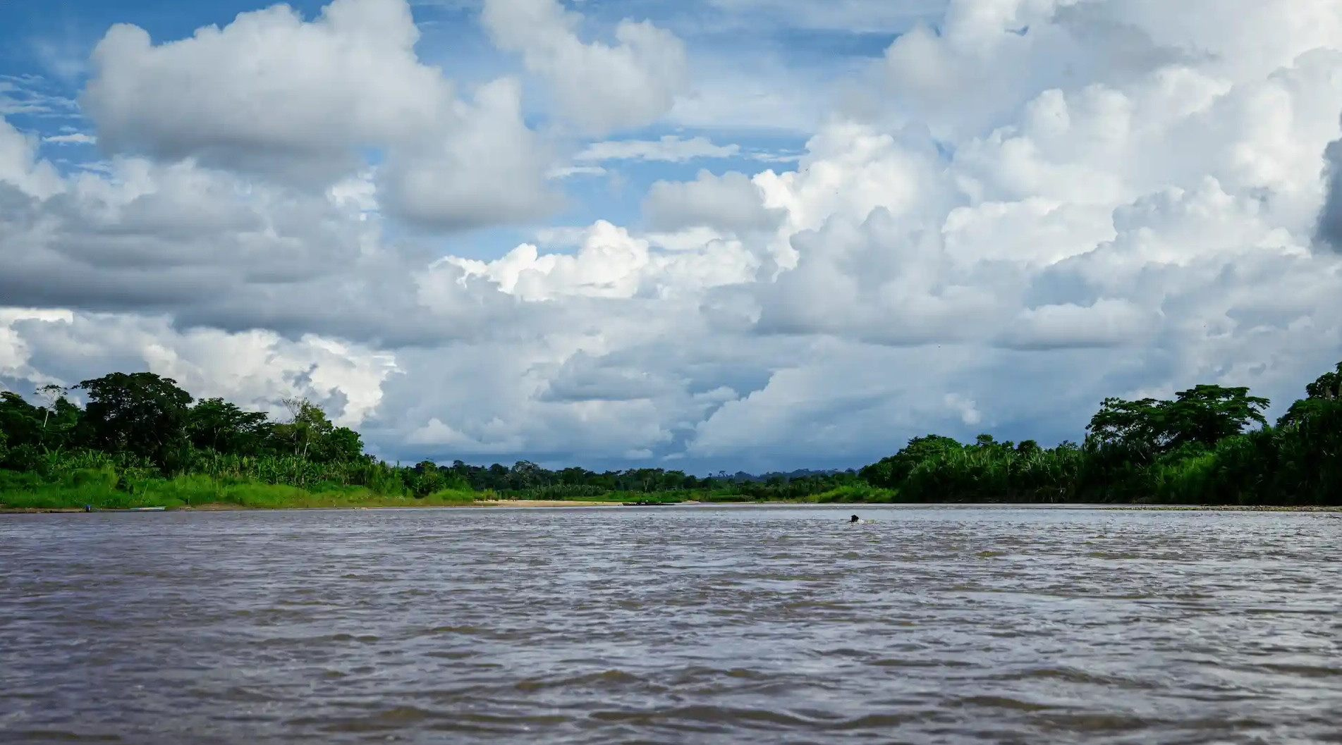 Mujeres indígenas restauran especies forestales nativas para conservar el Parque Nacional Cordillera Azul