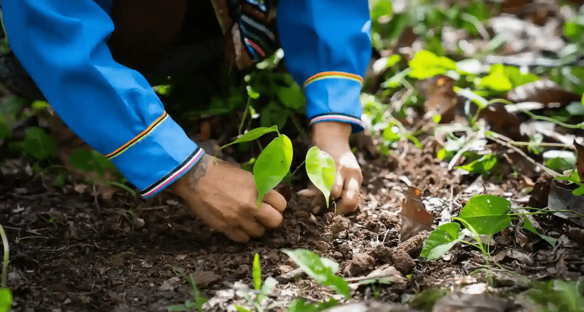 Mujeres indígenas restauran especies forestales nativas para conservar el Parque Nacional Cordillera Azul