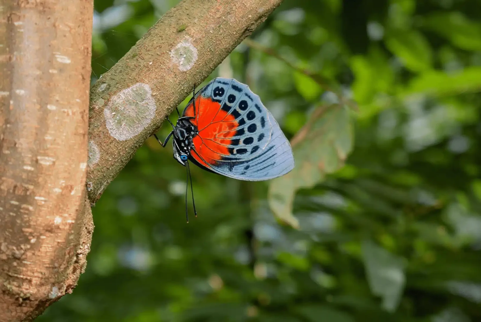 Mariposario Satipo: Un econegocio dedicado a la investigación y conservación de mariposas