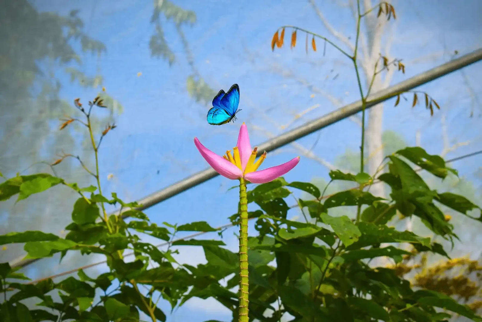Mariposario Satipo: Un econegocio dedicado a la investigación y conservación de mariposas