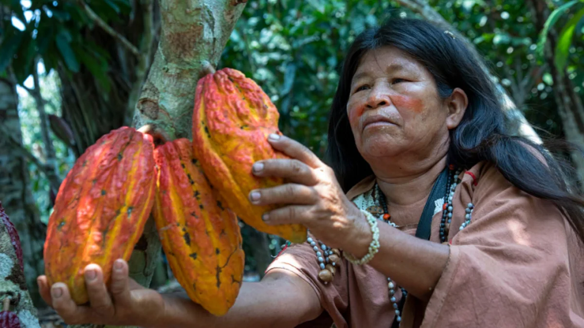 II-Pueblos-indigenas-al-frente-de-la-preservacion-del-cacao-nativo-peruano.webp