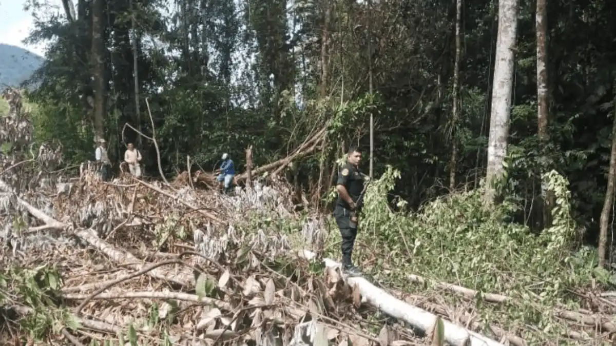 Más de 500 árboles fueron talados con motosierra en la Cordillera Escalera