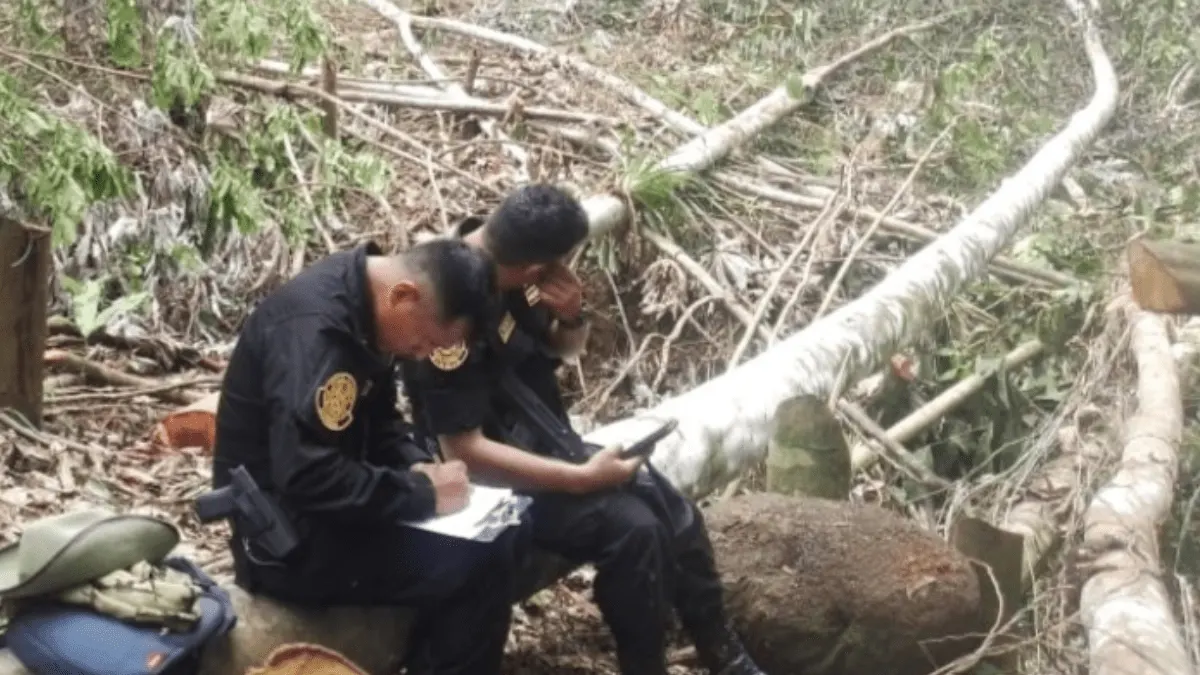 Más de 500 árboles fueron talados con motosierra en la Cordillera Escalera