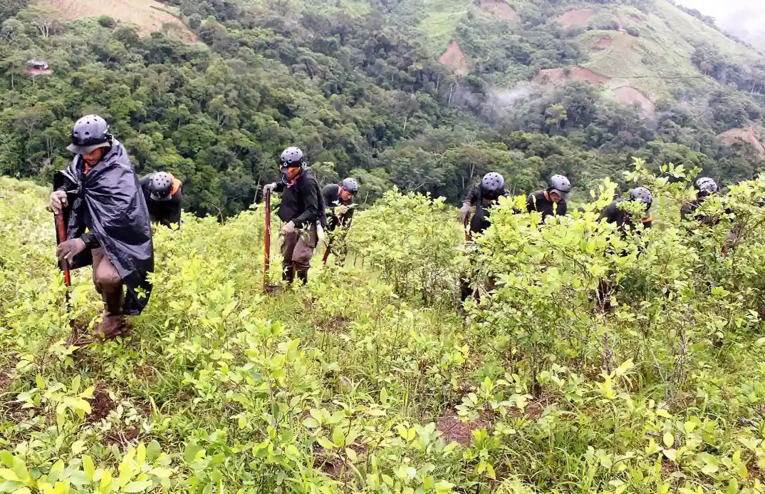 Proyecto Corah erradica más de 11 500 hectáreas de coca