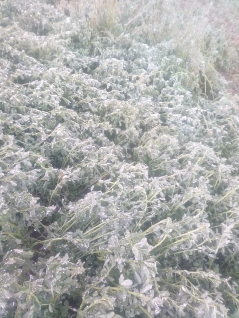 Huánuco. Tras la evaluación y cuantificación de los daños, se asignan los recursos para que los productores puedan adquirir semillas y otros bienes necesarios para reactivar su producción. (Foto: Inforegión)